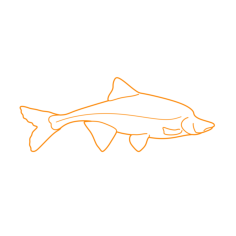 Animals Freshwater Fish Humpback Chub Line Art Svg Vector, Free Vectors File